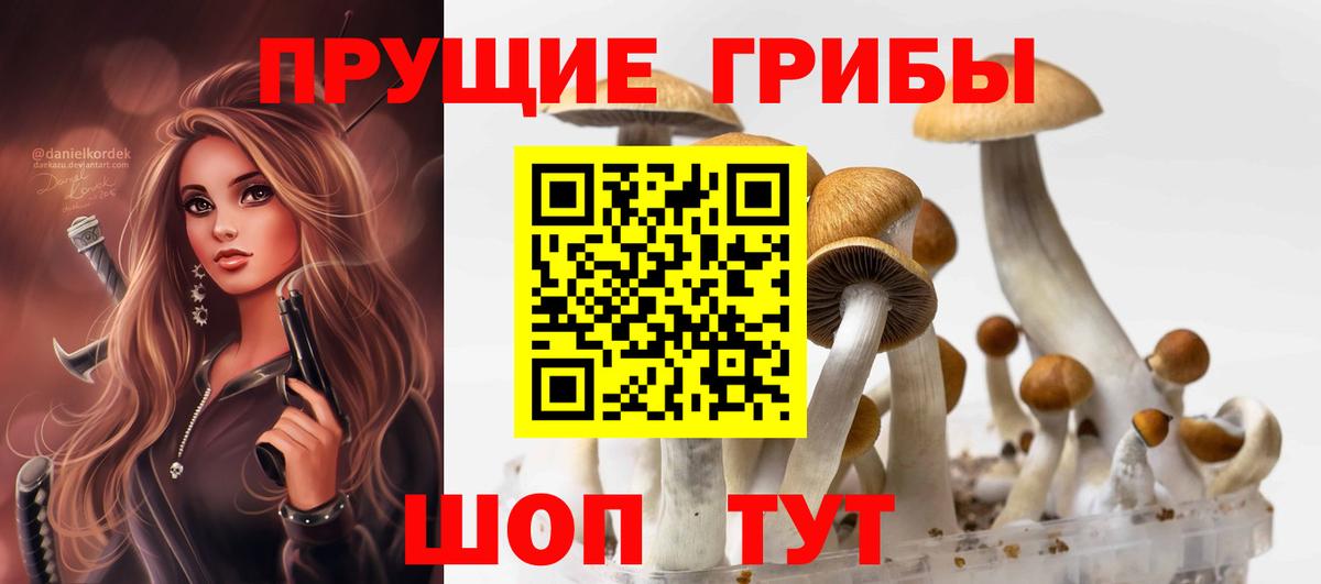 Галлюциногенные грибы Psilocybe Котлас